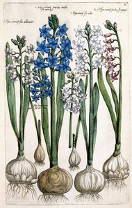 Jacinthes, 1631-1647