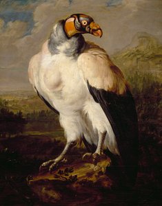 Vautour royal - Dutch School