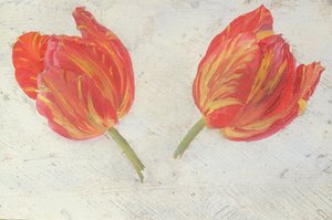 Études de tulipes, vers 1830 - Dutch School