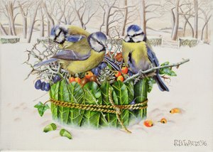 Mésanges bleues dans un nid de feuilles, 1996