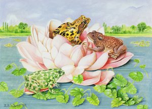 Nénuphar, 1998