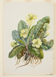 Primula vulgaris Huds Primevère