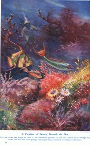 Un paradis de beauté sous la mer, illustration de 