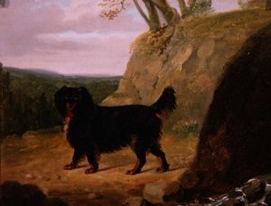 Un cocker spaniel dans le paysage