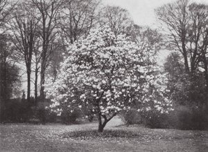 Kew Gardens, vers 1900 (photo en noir et blanc) - E. J. Wallis