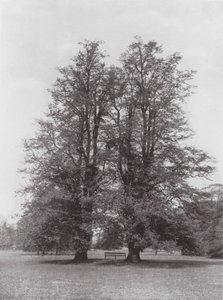 Jardins de Kew, vers 1900 - E. J. Wallis