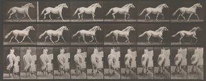 Locomotion animale. Une enquête électro-photographique des phases consécutives des animaux