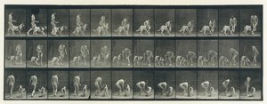 Locomotion animale. Une enquête électro-photographique sur les phases consécutives de l