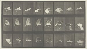 Locomotion animale, Planche 758, 1887