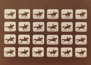 Chevaux. Courant. Phyrne L. No. 40, 1879