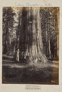 Mammoth Tree Grove, comté de Calaveras, Californie. Abraham Lincoln. 320 pieds de haut, 54 pieds de circonférence