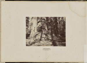 Mammoth Tree Grove, comté de Calaveras, Californie. Le groupe des sorcières de Salem. Hauteur moyenne de 300 pieds, circonférence de 65 pieds. - Eadweard J. Muybridge