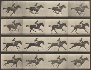 Numéro de planche 626. Gallop, jument baie pur-sang, Annie G.
