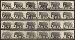 Numéro de plaque 733. Éléphant marchant, 1887