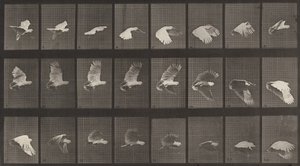 Planche numéro 758. Cacatoès en vol, 1887