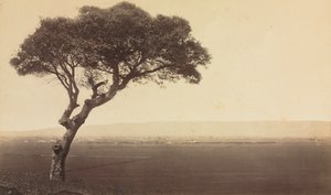 Paysage sans Titre près de Watsonville, Californie, vers 1879