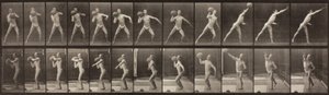 Locomotion animale, planche 319, 1887 - Eadweard Muybridge