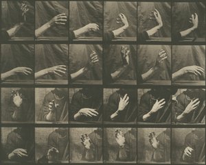 Locomotion animale, planche 535