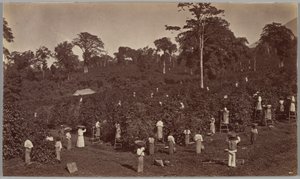 Récolte du café, Las Nubes (Guatemala) - Eadweard Muybridge