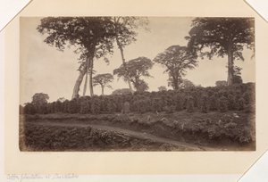 Plantation de café à Las Nubes, Guatemala - Eadweard Muybridge