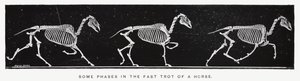 Eadweard Muybridge : Quelques phases du trot rapide d