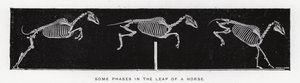 Eadweard Muybridge : Quelques phases du saut d