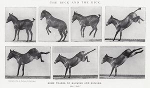 Eadweard Muybridge : Le Coup de Pied et le Saut (photo n/b) - Eadweard Muybridge