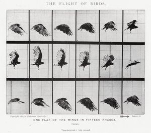 Eadweard Muybridge : Le Vol des Oiseaux