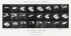 Le Vol des Oiseaux
