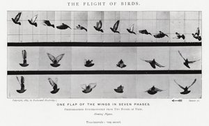 Eadweard Muybridge : Le Vol des Oiseaux