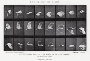 Eadweard Muybridge : Le Vol des Oiseaux