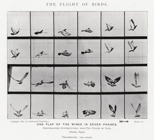 Eadweard Muybridge : Le Vol des Oiseaux (photo n/b)