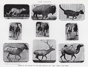 Eadweard Muybridge : Le Galop
