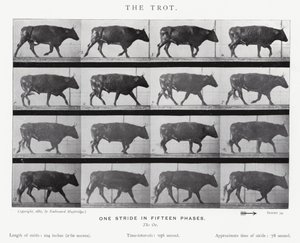 Eadweard Muybridge : Le Trot (photo n/b)