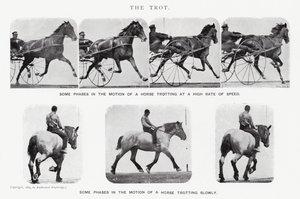 Eadweard Muybridge : Le Trot (photo n/b) - Eadweard Muybridge