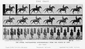Eadweard Muybridge : Le Trot (photo n/b)
