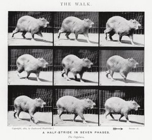 Eadweard Muybridge : La Marche