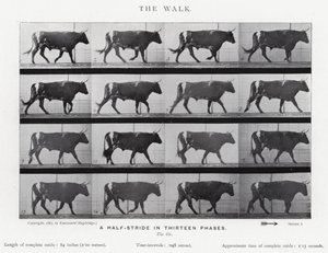 Eadweard Muybridge : La Marche (photo n/b)