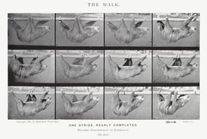 Eadweard Muybridge : La Marche (photo n/b)