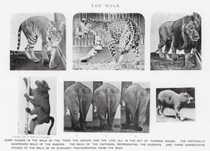 Eadweard Muybridge : La Marche (photo n/b)
