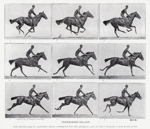 Eadweard Muybridge : Galop Transversal