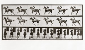 Cheval et cavalier, Planche 621 de Animal Locomotion, 1887