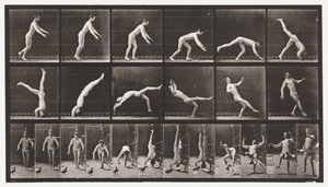 Planche 365. Tête de ressort, un pigeon volant interférant - Eadweard Muybridge