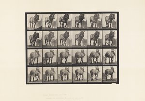 Planche 564. Traction; Chaîne de Bûche Cassée; Cheval Belge Gris-Foncé Dusel