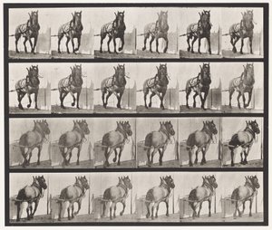 Planche 568. Traction; Cheval Belge Gris Foncé Billy