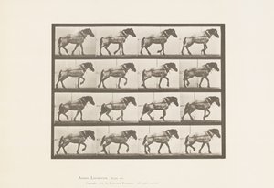 Traction; Cheval belge gris foncé Hansel, 1885