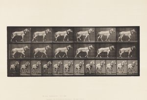 Planche 571. Tirer; Jument gris clair Johnson