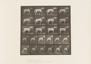 Traction; Tête tirée; Jument gris clair