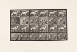 Traction; Homme tirant la tête; Jument gris clair