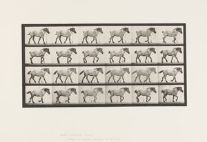 Planche 574. Marche ; Libre ; Cheval belge gris foncé Hansel, 1885